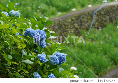 Hydrangea blooming in the clear of the rainy season Hydrangea blooming in the clear of the rainy season 139178927