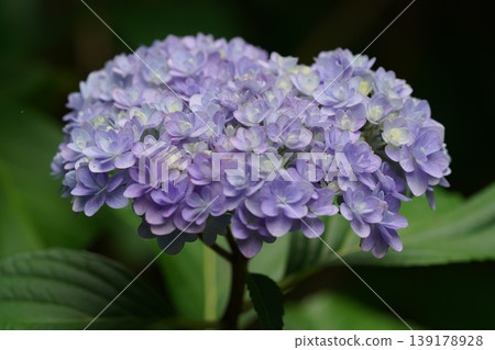 Hydrangea blooming in the clear of the rainy season Hydrangea blooming in the clear of the rainy season 139178928