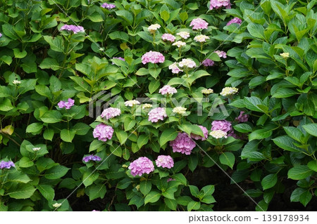 Hydrangea blooming in the clear of the rainy season Hydrangea blooming in the clear of the rainy season 139178934