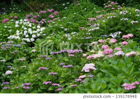 繡球花盛開在雨季的清除 繡球花盛開在雨季的清除 139178948