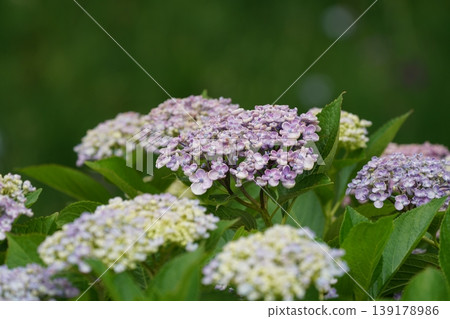 Hydrangea blooming in the clear of the rainy season 139178986