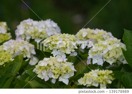 Hydrangea blooming in the clear of the rainy season Hydrangea blooming in the clear of the rainy season 139178989