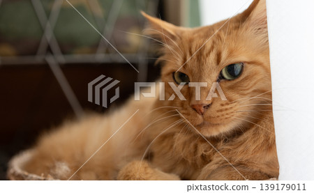 Cute cat relaxing by the window: brown tabby cat Cute cat relaxing by the window: brown tabby cat 139179011