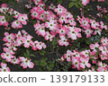 Flower tree 139179133