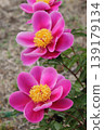 Peony 139179134