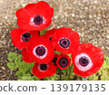Anemones 139179135