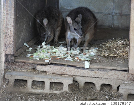 動物園裡的兩隻帕瑪小袋鼠 139179147