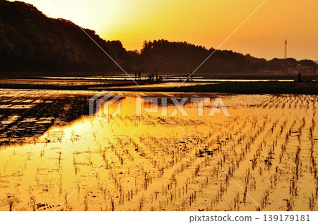 茨城縣日立仲市寧靜的稻田景色。 茨城縣日立仲市寧靜的稻田景色。 139179181