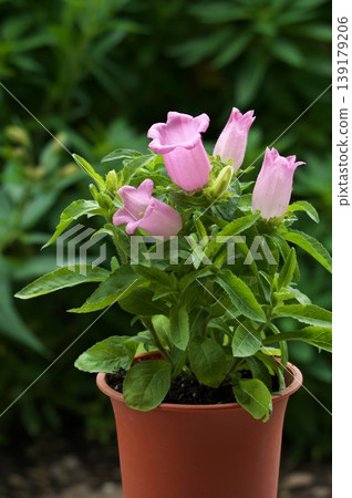 Cute Campanula 139179206