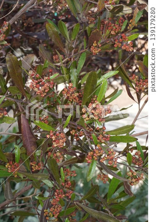 Japanese fan tree flowers, April 2026 139179280