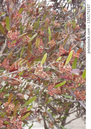 Japanese fan tree flowers, April 2026 139179287