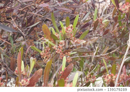 Japanese fan tree flowers, April 2026 Japanese fan tree flowers, April 2026 139179289
