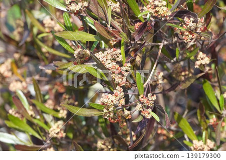 Japanese fan tree flowers, April 2026 139179300