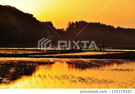 A peaceful rice paddy landscape in Hitachinaka City, Ibaraki Prefecture. A peaceful rice paddy landscape in Hitachinaka City, Ibaraki Prefecture. 139179385