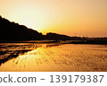 A peaceful rice paddy landscape in Hitachinaka City, Ibaraki Prefecture. 139179387