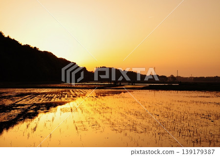 A peaceful rice paddy landscape in Hitachinaka City, Ibaraki Prefecture. A peaceful rice paddy landscape in Hitachinaka City, Ibaraki Prefecture. 139179387