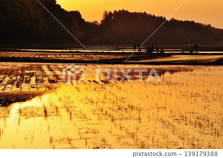 A peaceful rice paddy landscape in Hitachinaka City, Ibaraki Prefecture. A peaceful rice paddy landscape in Hitachinaka City, Ibaraki Prefecture. 139179388