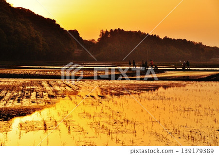 A peaceful rice paddy landscape in Hitachinaka City, Ibaraki Prefecture. A peaceful rice paddy landscape in Hitachinaka City, Ibaraki Prefecture. 139179389