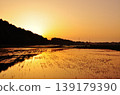 A peaceful rice paddy landscape in Hitachinaka City, Ibaraki Prefecture. 139179390