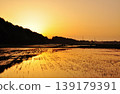 A peaceful rice paddy landscape in Hitachinaka City, Ibaraki Prefecture. 139179391