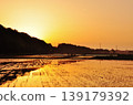 A peaceful rice paddy landscape in Hitachinaka City, Ibaraki Prefecture. 139179392