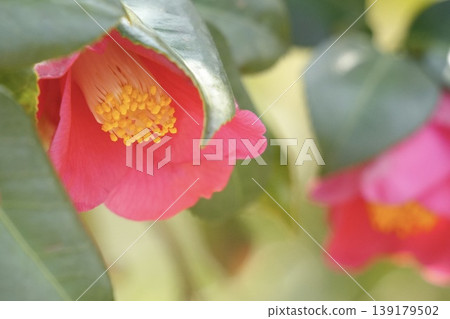 Beautiful camellia flower Beautiful camellia flower 139179502