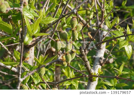 Young fruits of the winter sweet tree - April 2026 139179657