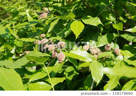 Young fruits of the winter sweet tree - April 2026 Young fruits of the winter sweet tree - April 2026 139179660