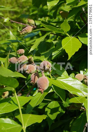 Young fruits of the winter sweet tree - April 2026 Young fruits of the winter sweet tree - April 2026 139179661