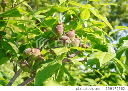 Young fruits of the winter sweet tree - April 2026 Young fruits of the winter sweet tree - April 2026 139179662