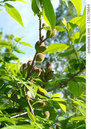 Young fruits of the winter sweet tree - April 2026 Young fruits of the winter sweet tree - April 2026 139179664
