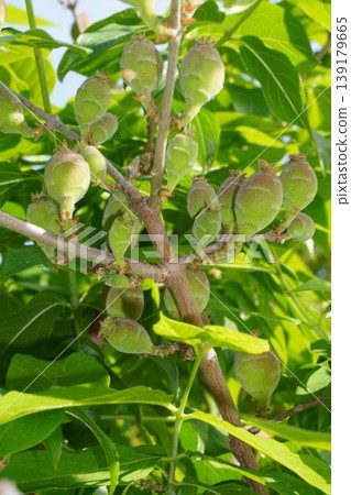 Young fruits of the winter sweet tree - April 2026 139179665