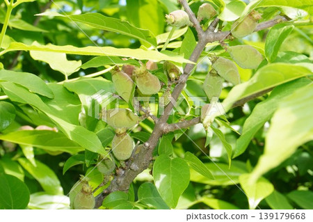 Young fruits of the winter sweet tree - April 2026 Young fruits of the winter sweet tree - April 2026 139179668