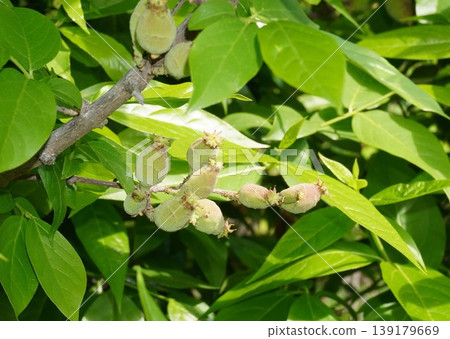 Young fruits of the winter sweet tree - April 2026 Young fruits of the winter sweet tree - April 2026 139179669