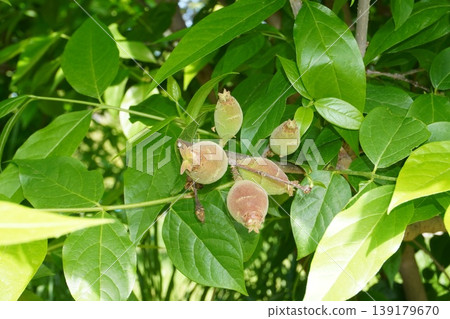 Young fruits of the winter sweet tree - April 2026 Young fruits of the winter sweet tree - April 2026 139179670