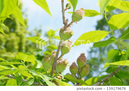 Young fruits of the winter sweet tree - April 2026 Young fruits of the winter sweet tree - April 2026 139179676