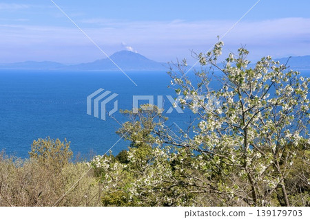 從魚宮山展望台眺望櫻島（鹿兒島縣指宿市） 139179703