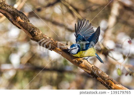 The Great Tit, Parus major from the tit family Paridae. It is easily recognisable by its black and yellow plumage 139179765