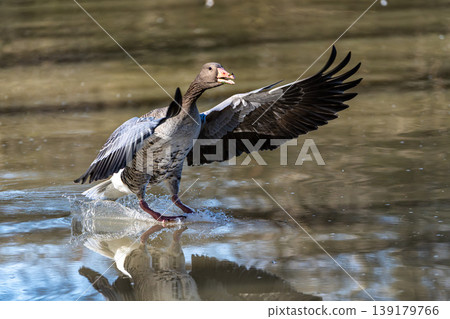 The flying greylag goose, Anser anser is a species of large goose The flying greylag goose, Anser anser is a species of large goose 139179766