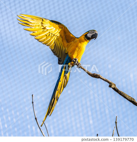 The Blue-and-yellow Macaw, Ara ararauna is a large South American parrot The Blue-and-yellow Macaw, Ara ararauna is a large South American parrot 139179770