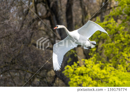 Mute swan, Cygnus olor flying over a lake in the English Garden in Munich, Germany 139179774