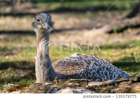Darwin's rhea, Rhea pennata also known as the lesser rhea. Darwin's rhea, Rhea pennata also known as the lesser rhea. 139179775