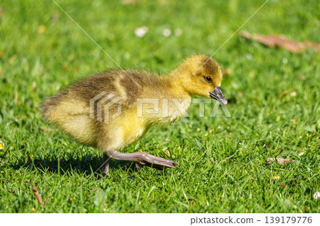 Beautiful yellow fluffy greylag goose baby gosling in spring, Anser anser 139179776