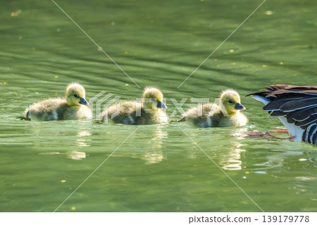 Family of greylag geese, Anser anser with small babies. 139179778