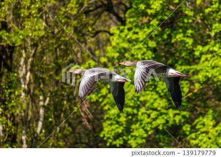 The flying greylag goose, Anser anser is a species of large goose 139179779