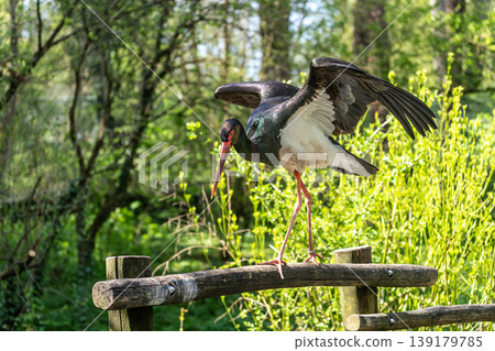 Black stork, Ciconia nigra in a german nature park Black stork, Ciconia nigra in a german nature park 139179785