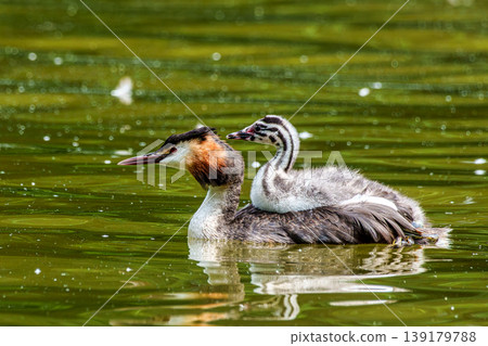 Family of Great Crested Grebe, Podiceps cristatus with beautiful orange colors, a water bird with red eyes. Family of Great Crested Grebe, Podiceps cristatus with beautiful orange colors, a water bird with red eyes. 139179788