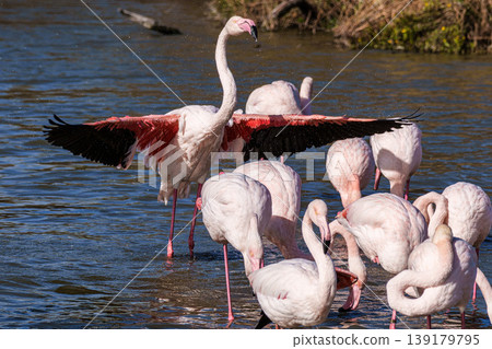 Greater Flamingo, Phoenicopterus roseus in the Ornithological park of Pont de Gau in Camargue, France Greater Flamingo, Phoenicopterus roseus in the Ornithological park of Pont de Gau in Camargue, France 139179795