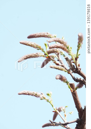 Wisteria flower buds Wisteria flower buds 139179816