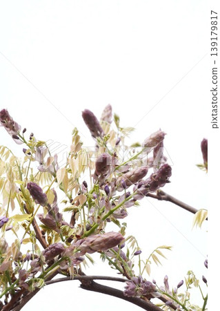 Wisteria flower buds Wisteria flower buds 139179817
